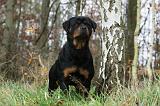 ROTTWEILER 425